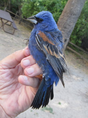 Blue Grossbeak