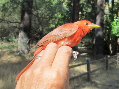 Summer Tanager