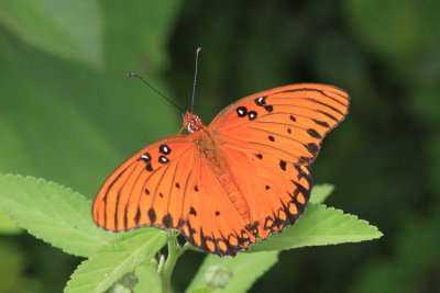 Gulf Fritillary (Agraulis vanillae)