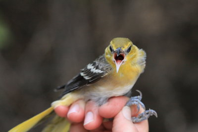 Bullock's Oriole