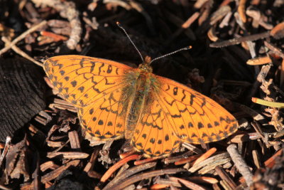 Purplish Fritillary (Boloria chariclea)