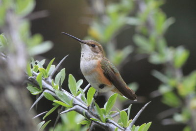 Rufous Hummingbird (Selasphorus rufus)