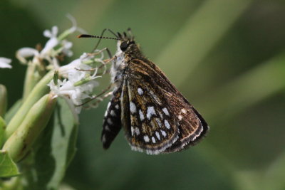 Many-Spotted Skipperling (Piruna aea)