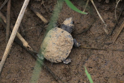 Sonora Mud Turtle (Kinostermon sonoriense)