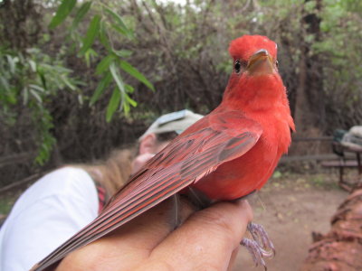 Summer Tanager