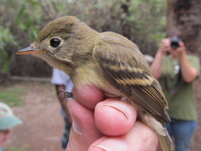 Sumkinda Flycatcher (TBD)