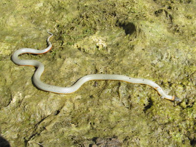 Regal Ringneck Snake (Diadophis punctatus regalis) SCROLL DOWN