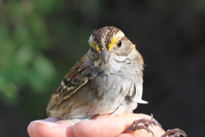 White-throated Sparrow