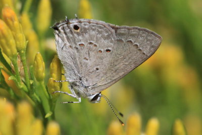 Mallow Scrub-Streak (Strymon istapa)