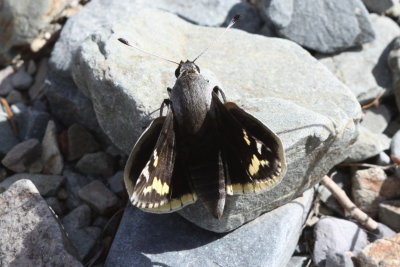 Yucca Giant Skipper (Megathymus yuccae navajo)