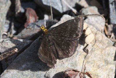 Golden-headed Scallopwing (Staphylus ceos)