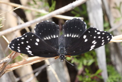 Bordered Patch (Chlosyne lacinia) 