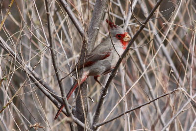 Pyrrhuloxia