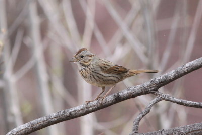 Lincoln's Sparrow