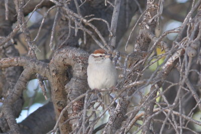 Chipping Sparrow