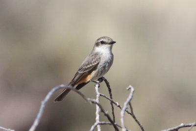 Vermillion Flycatcher - female