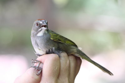 Green-tailed Towhee