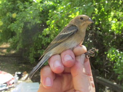 Indigo Bunting - female