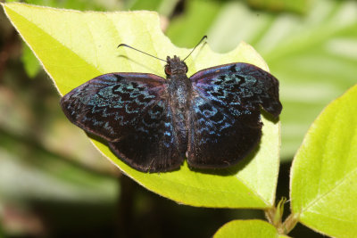 Cycloglypha enega