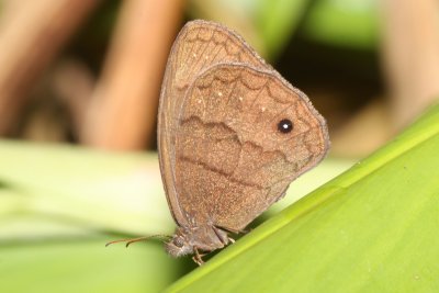Forsterinaria neonympha