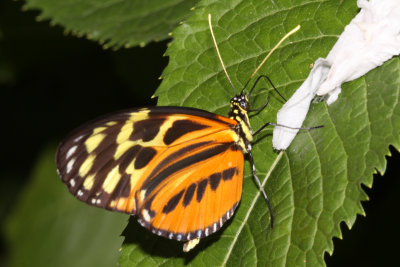 Heliconius sp