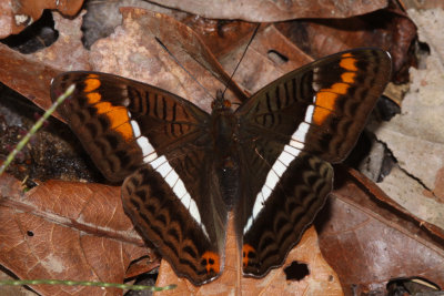 Adelpha corcyra aretina