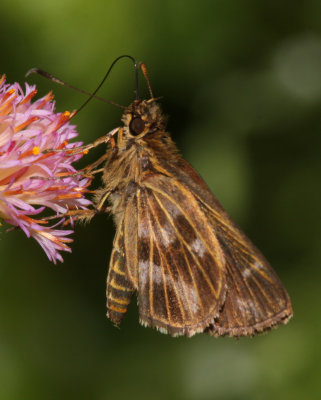 Virga virginius