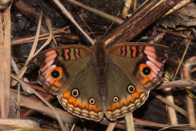 Junonia evarete