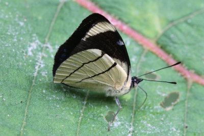 Perisama oppelii