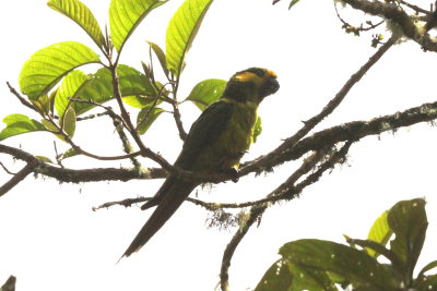 Yellow-eared Parrot