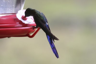 Violet-tailed Sylph 