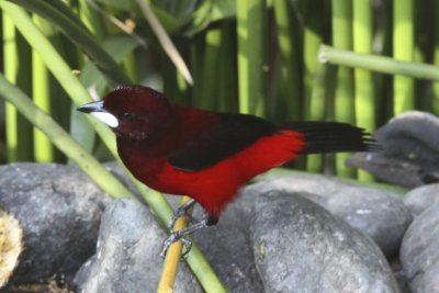 Crimson Mantled Tanager