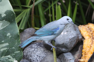 Blue-gray Tanager