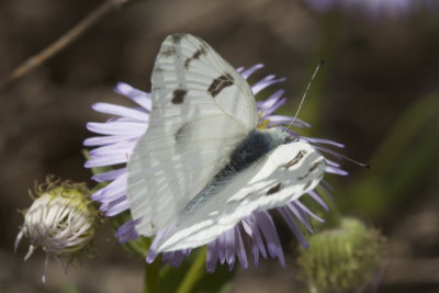 Western White (Potia o. occidentalis)