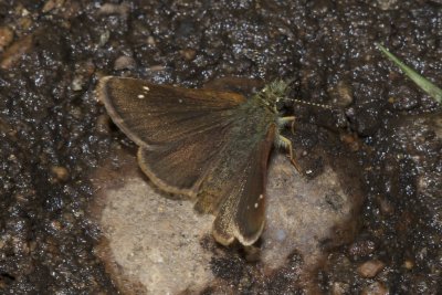 Russet Skipperling (Piruna pirus)