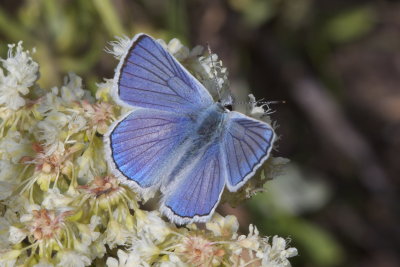 Blue Copper (Lycaena h. heteronea) - male