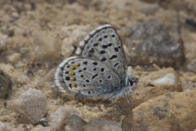 Rocky Mountain Dotted-Blue (Euphilotes a. ancilla)