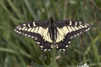 Anise Swallowtail (Papilio zelicaon nitra)