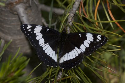 Weidemeyer's Admiral (Limentis w. weidemeyeri)