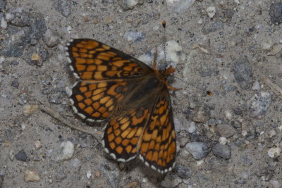 Arachne Checkerspot (Chlosyne arachne)