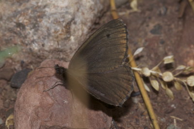 Small Wood Nymph (Cercyonis oetus)