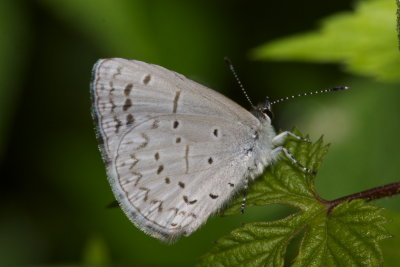 Echo Azure (Celestrina echo cinerea) 