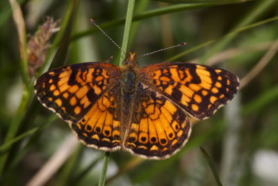 Mylitta Crescent (Phyciodes mylitta) 