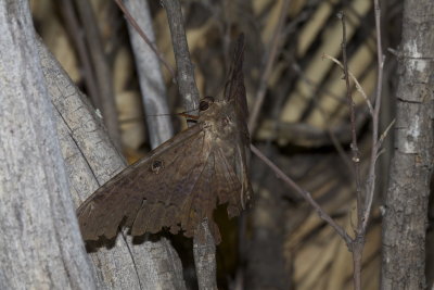 Black Witch Moth