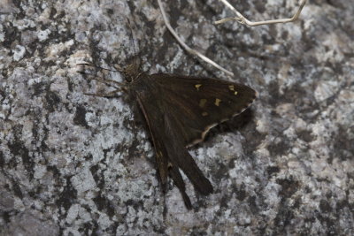 Dorantes Longtail (Urbanus dorantes)