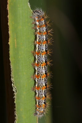 Henrys Marsh Moth (Simyra insularis) - larva