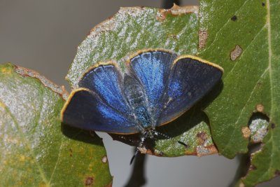 Arizona Hairstreak (Erora quadrena)