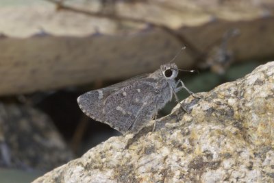 Sheep Skipper (Atrytonpsis edwardsii)