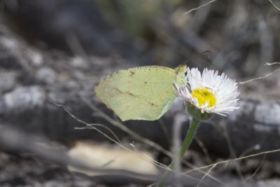 Boisduvals  Yellow (Eurema boisduvaliana) - SCROLL DOWN