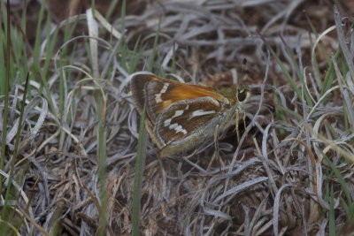 Morrison’s Skipper (Stinga morrisoni)